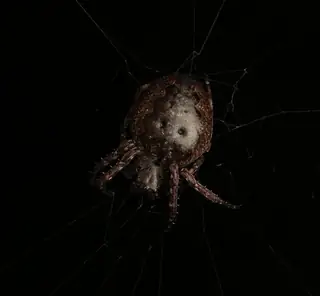 Walnut orbweaver (Nuctenea umbratica), brown and gray and tan spider