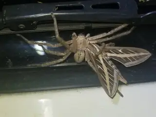 Giant crab spider (Olios giganteus), photo 2
