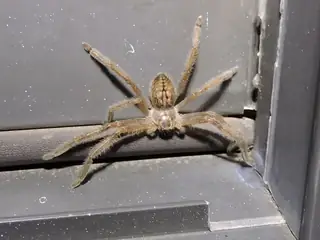 Giant crab spider (Olios giganteus), tan and brown and banded-legs spider
