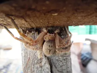 Giant crab spider (Olios giganteus), photo 3