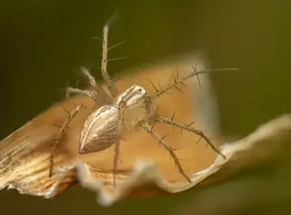 Striped lynx spider (Oxyopes salticus), tan and brown and striped spider