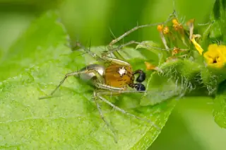 Striped lynx spider (Oxyopes salticus), photo 2