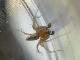 Striped lynx spider (Oxyopes salticus), photo 3