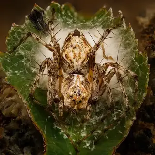 Western lynx spider (Oxyopes scalaris), tan and gray and striped spider