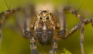 Western lynx spider (Oxyopes scalaris), photo 3