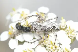 Western lynx spider (Oxyopes scalaris), photo 2