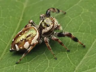 Golden jumping spider (Paraphidippus aurantius), photo 2