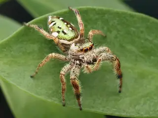 Golden jumping spider (Paraphidippus aurantius), brown and orange and black spider