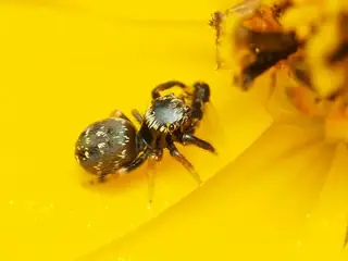 Golden jumping spider (Paraphidippus aurantius), photo 3