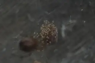 Common house spider (Parasteatoda tepidariorum), photo 3