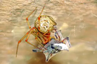 Common house spider (Parasteatoda tepidariorum)
