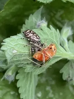 Peppered jumping spider (Pelegrina galathea), photo 3