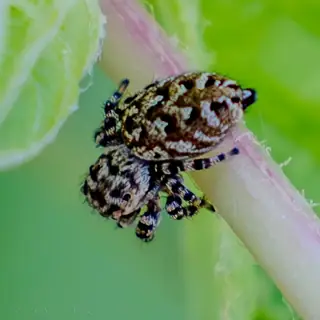 Peppered jumping spider (Pelegrina galathea), gray and brown and white spider