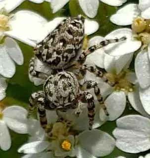 Peppered jumping spider (Pelegrina galathea), photo 2