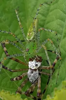 Green lynx spider (Peucetia viridans), photo 3