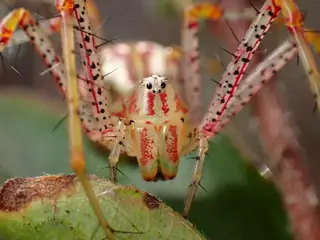 Green lynx spider (Peucetia viridans), green and orange and hairy spider