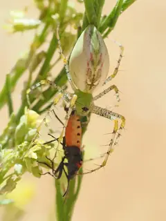 Green lynx spider (Peucetia viridans), photo 2