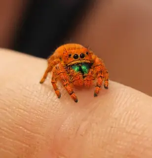 Apache jumping spider (Phidippus apacheanus), black and red and orange spider