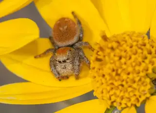 Apache jumping spider (Phidippus apacheanus), photo 2