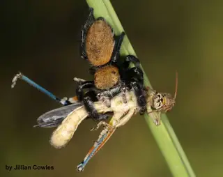 Apache jumping spider (Phidippus apacheanus), photo 3