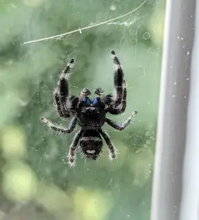 Bold jumping spider (Phidippus audax), photo 3