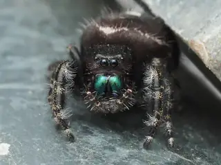 Bold jumping spider (Phidippus audax)