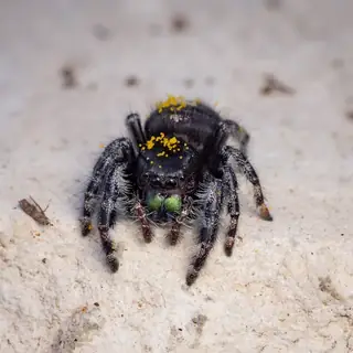 Bold jumping spider (Phidippus audax), photo 2