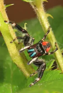 Brilliant jumping spider (Phidippus clarus), red and orange and black spider