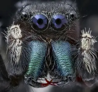 Brilliant jumping spider (Phidippus clarus), photo 3