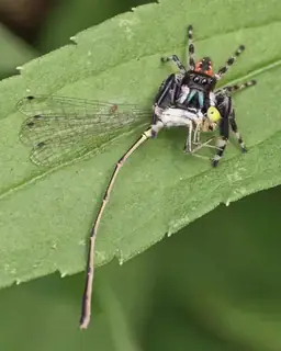 Brilliant jumping spider (Phidippus clarus), photo 2