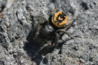 Johnson's jumping spider (Phidippus johnsoni), black and red and orange spider