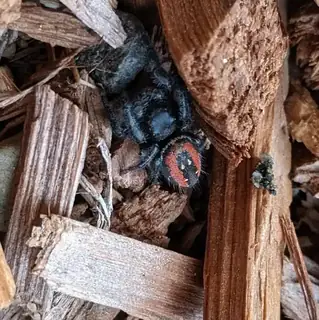 Johnson's jumping spider (Phidippus johnsoni), photo 2