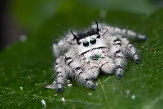 Canopy jumping spider (Phidippus otiosus), photo 2