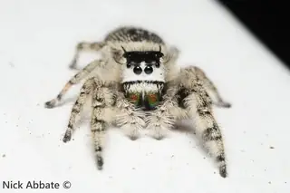 Canopy jumping spider (Phidippus otiosus), black and white and hairy spider