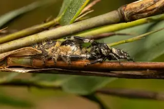 Canopy jumping spider (Phidippus otiosus), photo 3