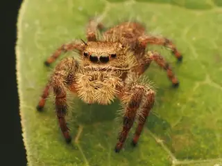 Grayish jumping spider (Phidippus princeps), gray and black and white spider