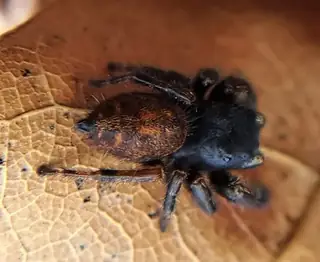 Grayish jumping spider (Phidippus princeps), photo 3