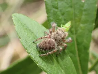 Grayish jumping spider (Phidippus princeps), photo 2