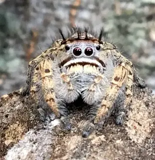 Putnam's jumping spider (Phidippus putnami), black and orange and white spider