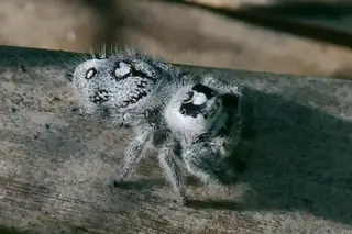 Regal jumping spider (Phidippus regius), black and white and orange spider