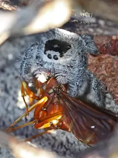 Regal jumping spider (Phidippus regius), photo 3