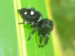 Regal jumping spider (Phidippus regius), photo 2