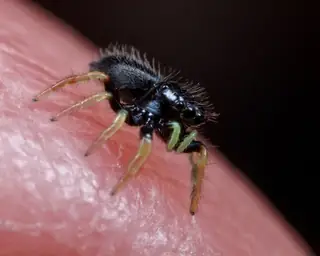 Whitman's jumping spider (Phidippus whitmani), photo 3