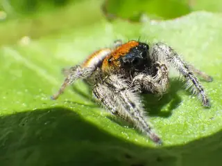 Whitman's jumping spider (Phidippus whitmani), black and white and orange spider
