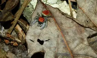 Whitman's jumping spider (Phidippus whitmani), photo 2