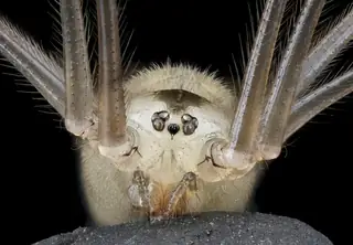 Daddy longlegs spider (Pholcus phalangioides), photo 2