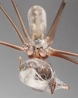 Daddy longlegs spider (Pholcus phalangioides)