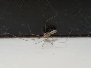 Daddy longlegs spider (Pholcus phalangioides), photo 3
