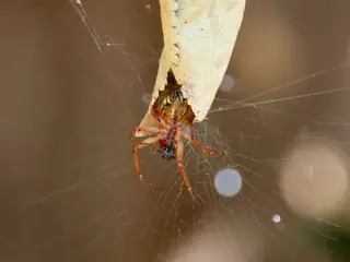 Leaf-curling spider (Phonognatha graeffei), brown and white and tan spider