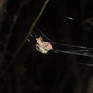 Leaf-curling spider (Phonognatha graeffei), photo 3